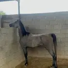 للبيع حصان شعبي