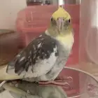 طير كوكاتيل