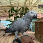كاسكو