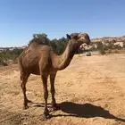 فحل اصفر دبياني يستثني المشتا الجاي