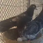 رام بوري زوج منتج
