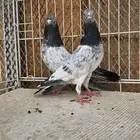 زوج باكستاني مام دين مستوى