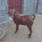 عنز دهما دافع