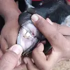 شاه مصريه ثنيه دافع وعليها تيس وشكر