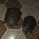 سلاحف صغيىره للبيع