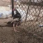 ديك باكستاني سندي فوليا