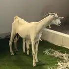 عنز بيشية تحتها تيس