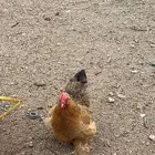دجاج كوشن