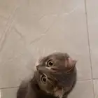 قط ذكر سكوتش للبيع