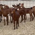 جفار جذعات دهم محايليه