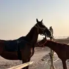 للبيع فرس معاها مهر