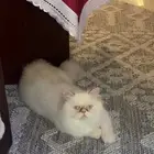 قطه للتبني