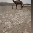 للبيع قعود بكستاني احمر