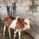 عجل للبيع