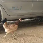 دجاج عربي اصيل