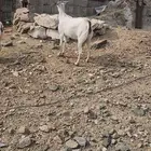 عنز بيشي تم البيع