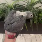 فرخ كاسكو كونغو