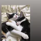 تبني حايل
