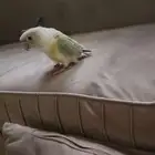 صن كنيور مون شيك