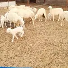 ضأن حريات
