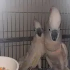 كوكاتو ملوكان