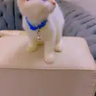 قطة سكوتش للبيع