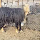خروف نجدي للبيع