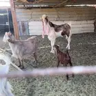 حلال للبيع البيع جمله او قطاعي