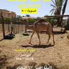 نجران الخالديه