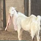 تيس هولندي