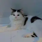قط للتبني