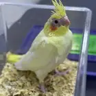 كروان لاتينو اصفر