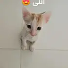 قطط بلدي عمرهم شهر للتبني