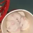 هامستر روسي للبيع مستعجل