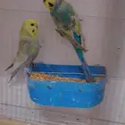 زوج بادجي ريمبو فاخر للبيع