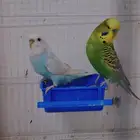 زوج بادجي مكس انجليزي للبيع