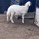 طليان حريه ذبايح فل الفل