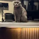 للبيع انثى سكوتش تربل فولد حامل