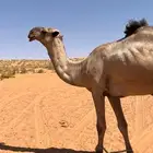 فحل اصفر دبياني