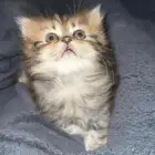للبيع قطه بسعر جيد