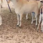 للبيع فحل بيشي اصيل