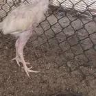 ديك سندي بيور