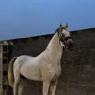 خيل عربي اصيل