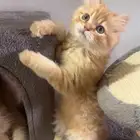 3قطط للبيع بريده