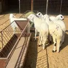 ذبايح سواكن تربيه