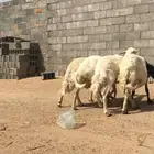 ضان دفيع كبير علي الشرط