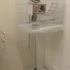 عصافير كروان ذكر وانثى