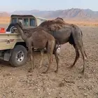 ناقه خواره تحتها بكره السوم 6000