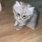 قطه