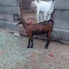 جفير ثنتين طيبه